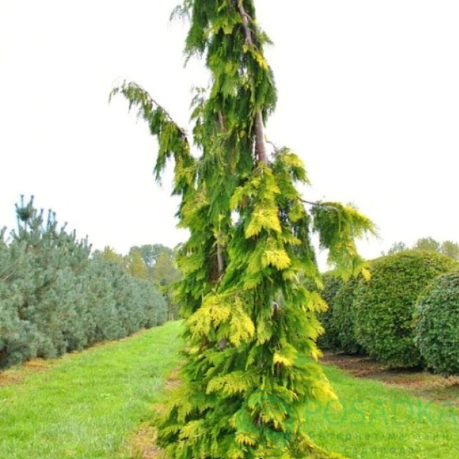 картинка Кипарисовик нутканский Golden Waterfall  картинка Кипарисовик нутканский Golden Waterfall