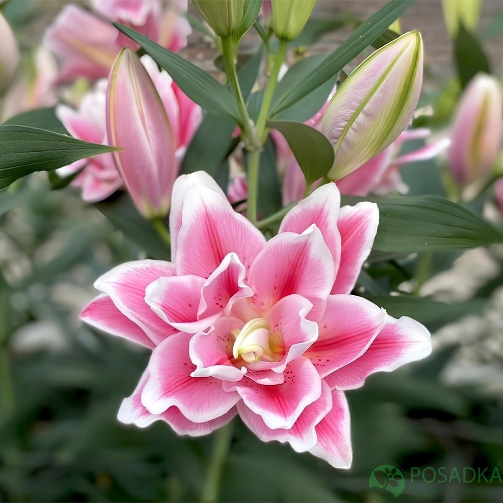 картинка Лилия Roselily Mikaela 