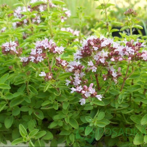 картинка Майоран садовый Звоночек семена (0.1гр)  картинка Майоран садовый Звоночек семена (0.1гр)