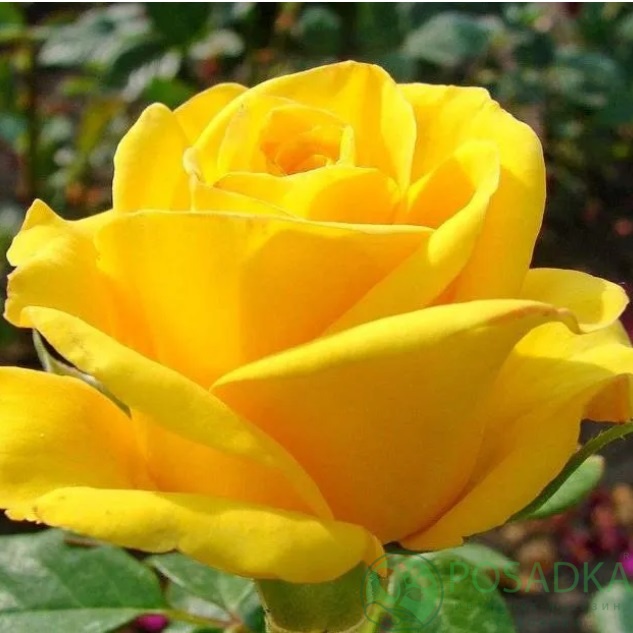 картинка Роза чайно-гибридная Брайтон С2 