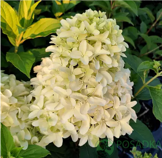 картинка Гортензия метельчатая Скайфолл (Hydrangea paniculata Skyfall) С2 