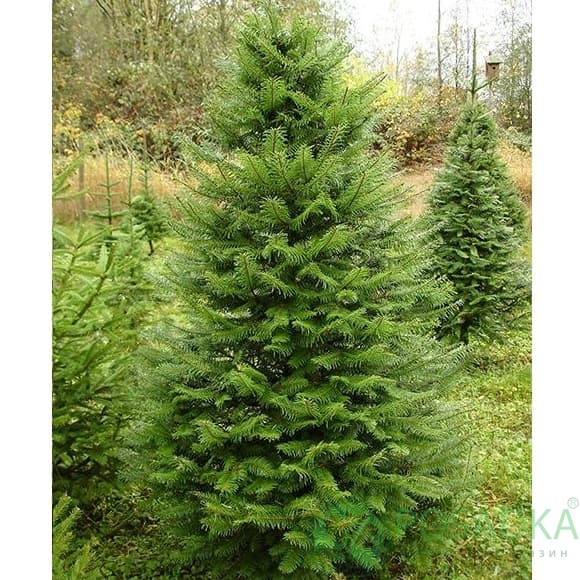 картинка Псевдотсуга Мензиса 