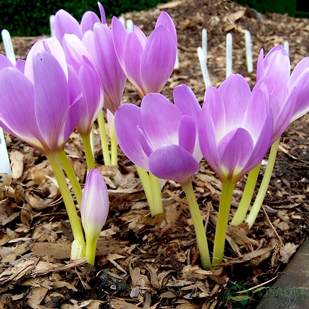 картинка Безвременник (Кольчикум) Lilac Bedder 