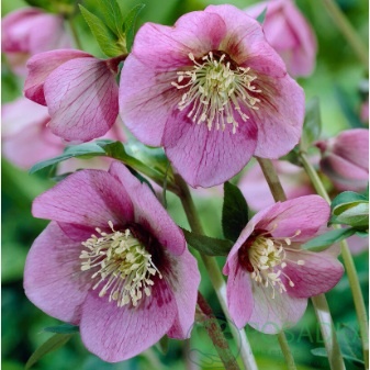 картинка Морозник Pink Lady 