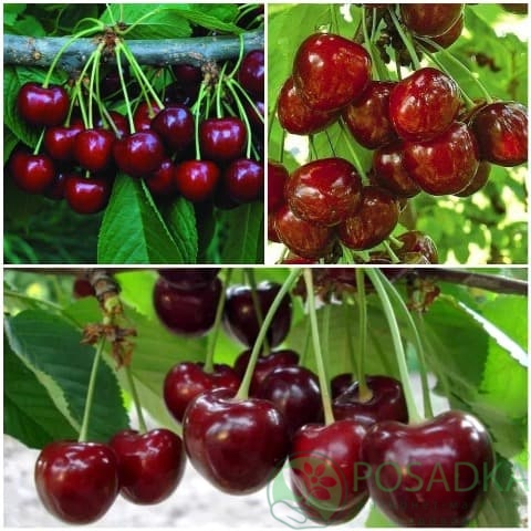 картинка Черешня дерево сад (Бигаро Бурлат, Крупноплодная, Карина) 