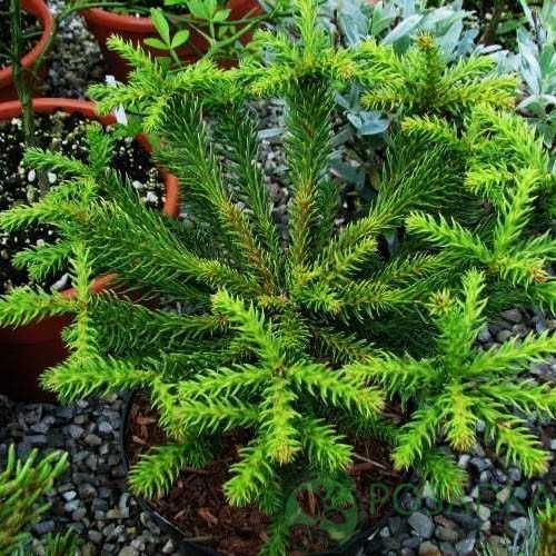 картинка Криптомерия японская Dinger на штамбе 30-40 см 