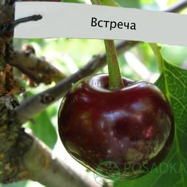 картинка Вишня Встреча 