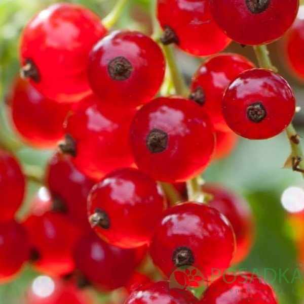 картинка Смородина красная Праздничная 
