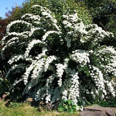 картинка Спирея серая Грефшейм 