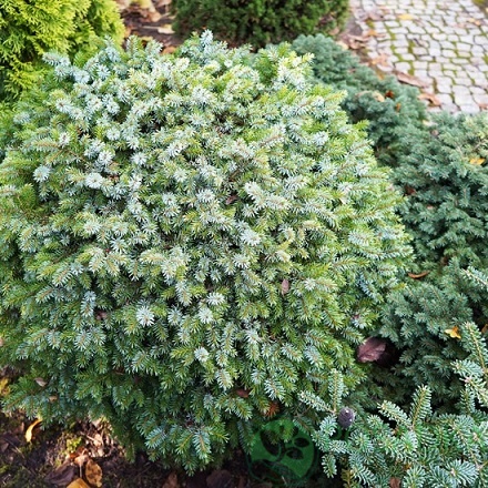 картинка Ель колючая Kuba 5л 