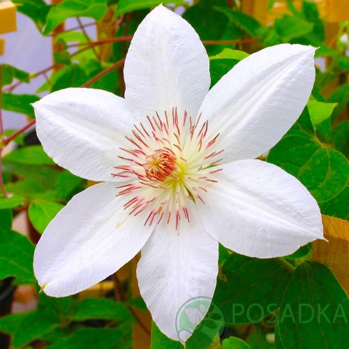 картинка Клематис Henryi 