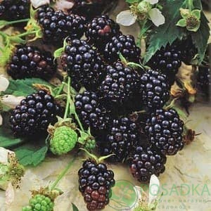 картинка Ежевика Честер 