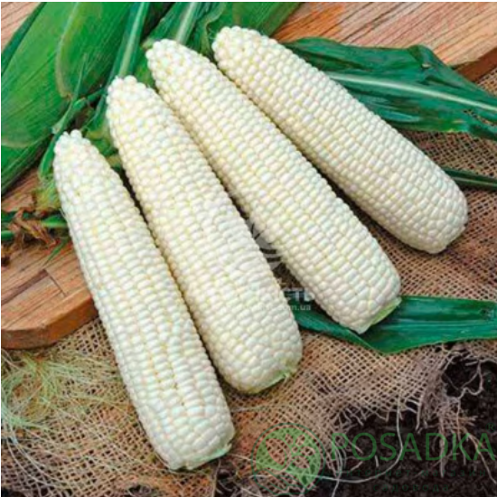 картинка Семена кукуруза Гласиал F1, 20 шт, Seedera Profi 