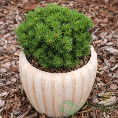 картинка Сосна горная Tyller (Таллер) 