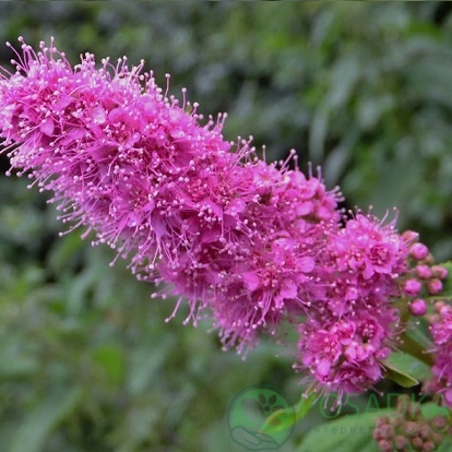 картинка Спирея Верболистная 3л 