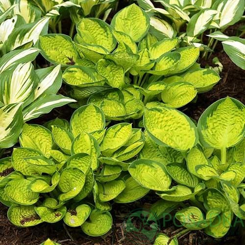 картинка Хоста Rainforest Sunrise 