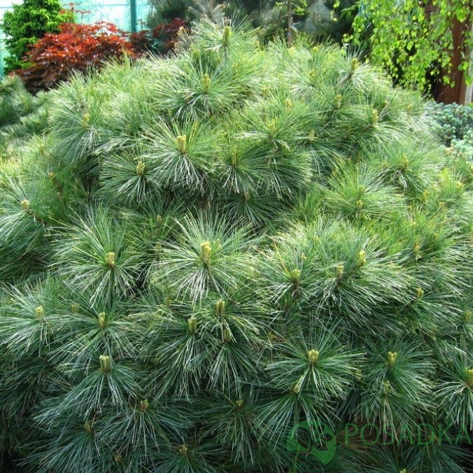 картинка Сосна веймутовая Макопин (Pinus strobus Macopin) 