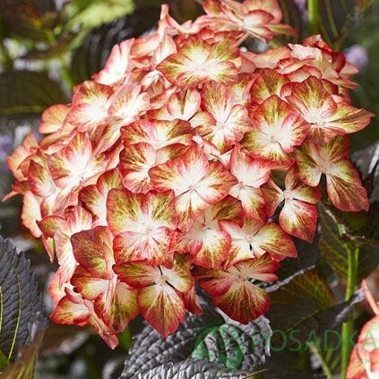 картинка Гортензия крупнолистная Black Diamonds Light my Fire 