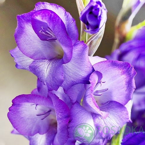 картинка Гладиолус Mojito 