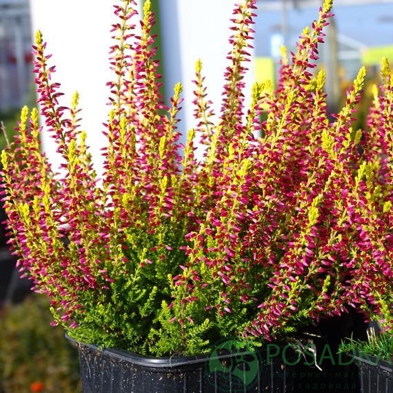 картинка Вереск обыкновенный Golden Angie 