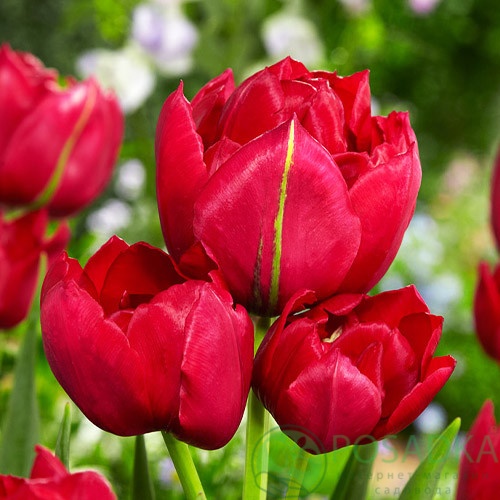 картинка Тюльпан Estatic 